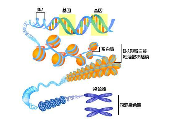  细胞中的染色体如何维持自己的特性(How Chromosomes Maintain Their Characteristics Within the Cells)